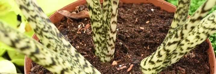 Pflanze mit geflecktem Stiel in einem Topf